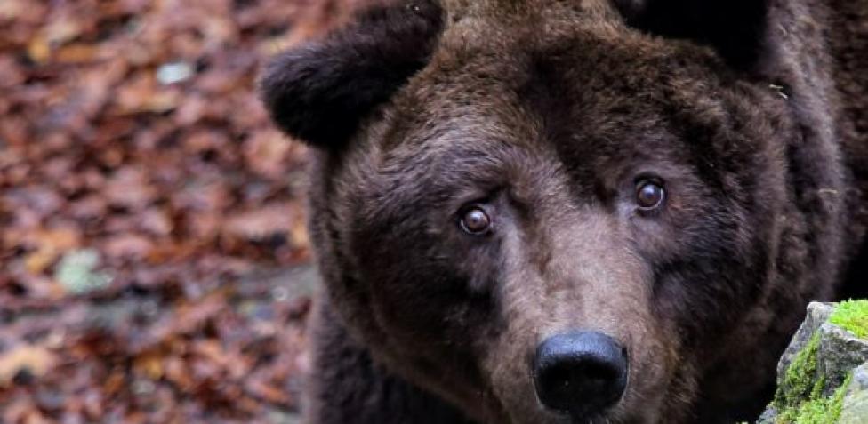 Come difendersi da un orso? No allo spray al peperoncino, ecco poche regole  d'oro per salvarsi la vita