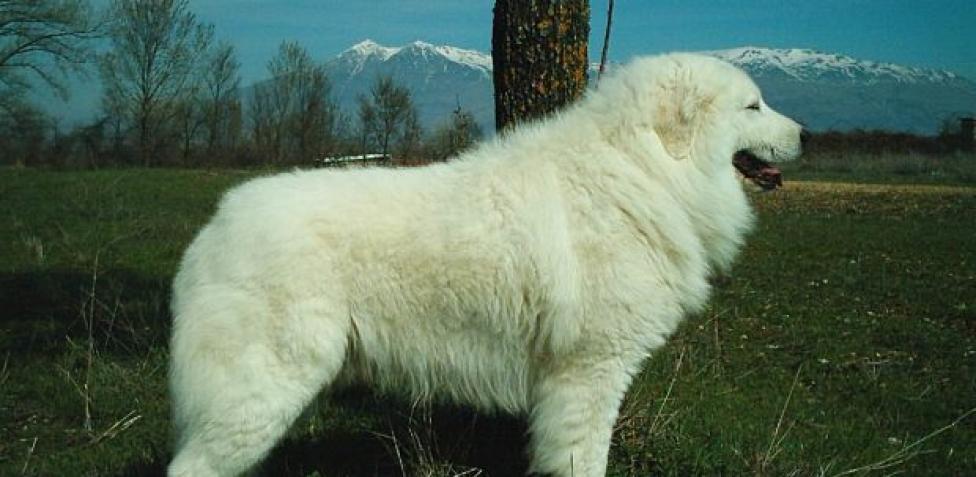 Cartello Attenti al cane - Maremmano