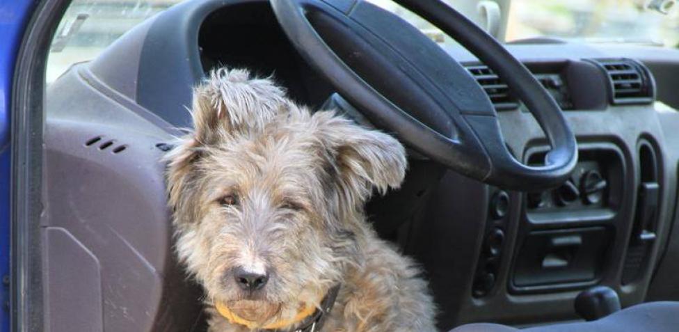 In viaggio con il cane in auto - consigli e regole - Gruppo Fassina