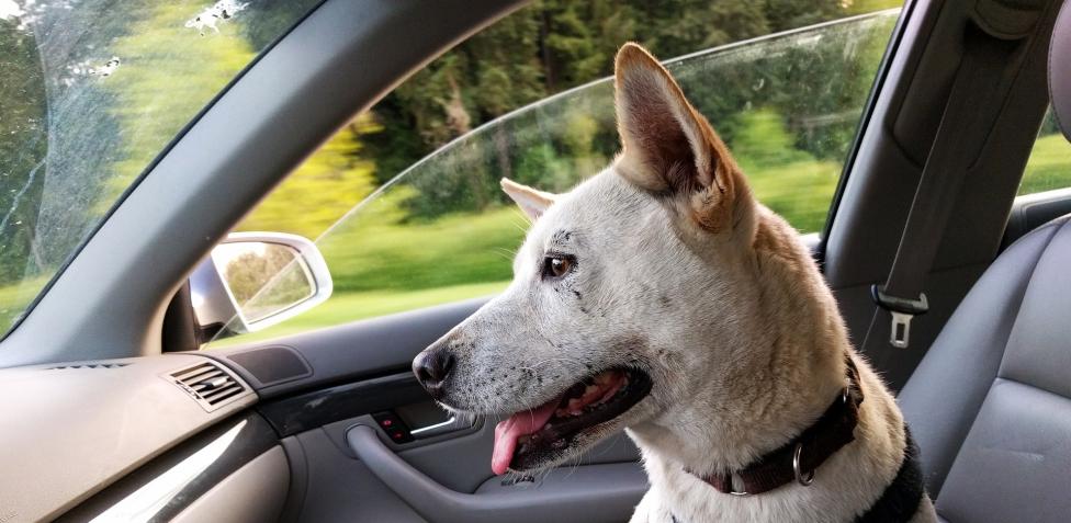 In viaggio con Fido: ecco come portare in auto i cani rispettando