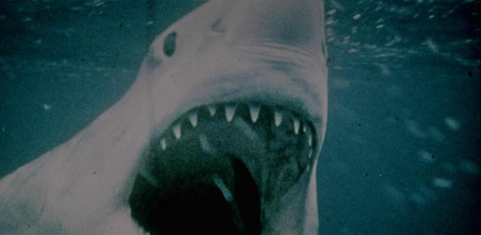 Lo squalo: trama cast e curiosità del film di Steven Spielberg