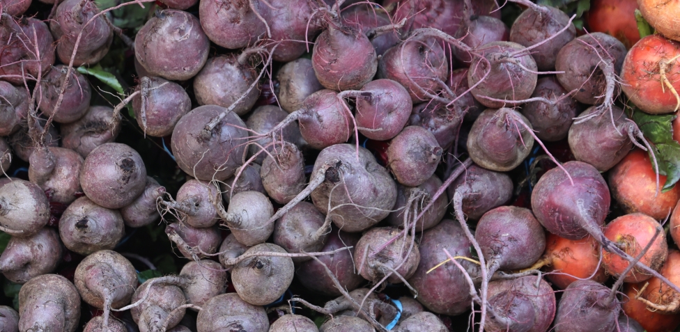 La Rapa Rossa come Colorante Naturale - AcasaconGiulia