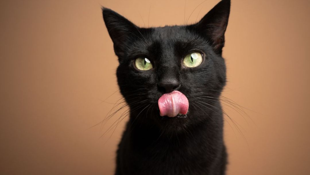 Black Cat Appreciation Day: oggi si celebra la Giornata della  valorizzazione del gatto nero