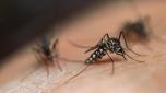 Rischio dengue e febbre gialla per zanzare fino a Natale