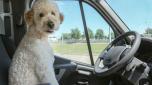 Alcuni consigli su come trasportare il proprio animale domestico in auto