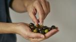 olive in mano