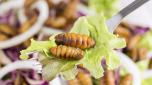 Mangiare insetti fa bene secondo la scienza