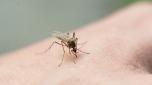 Febbre Dengue, l'allarme dell'Oms: "A rischio metà della popolazione mondiale"