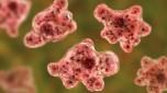 Una ragazza di 17 è morta dopo un bagno al lago, per una infezione da amoeba mangia-cervello. Cos'è la naegleria fowleri, dove si trova e perché è pericolosa.