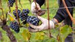 Farm worker hand-picking organic "Lagrein" grapes, a red wine variety that is native to South Tyrol, Italy