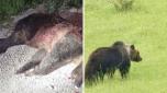 Orsa Amarena uccisa a Fucilate nel parco nazionale d'Abruzzo