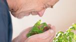 Declino cognitivo: un mix di erbe può combatterlo, secondo uno studio