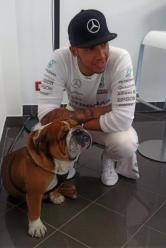 Lewis Hamilton, 35 anni, e il suo bulldog