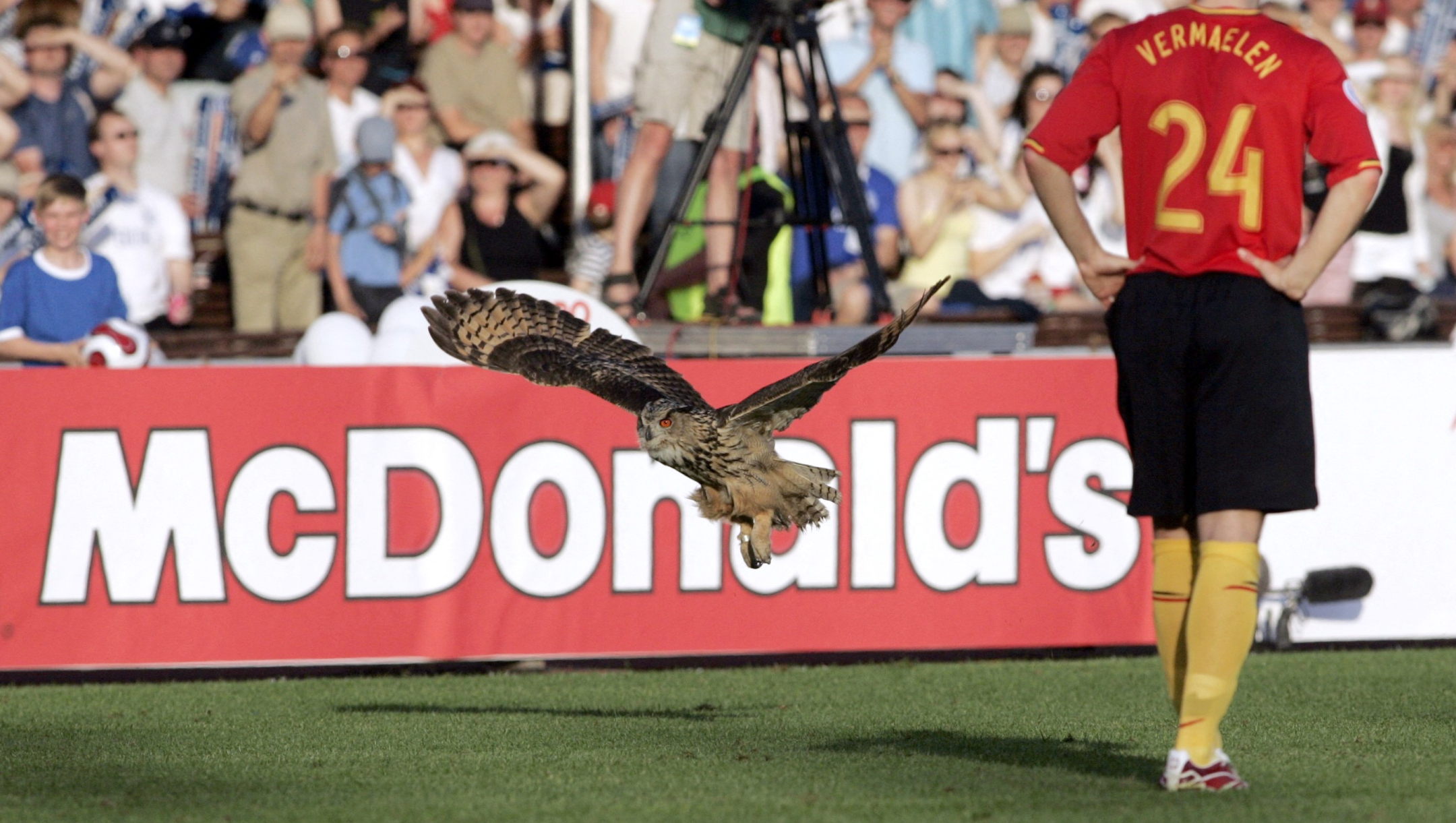 An Eagle owl flies past Belgium's Thomas Vermaelen to interrupt the Euro 2008 Group A qualifying football match against Finland at the Olympic Stadium in Helsinki, Finland, 06 June 2007.    AFP PHOTO / LEHTIKUVA / Markku Ulander (Photo by MARKKU ULANDER / LEHTIKUVA / AFP)