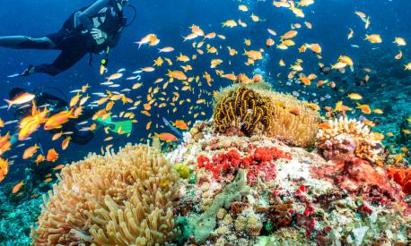 A scuba diver explores a colorful coral reef in the Indian Ocean, Maldives, full of fish and sea life