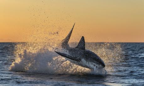 Il Carcharodon carcharias, il grande squalo bianco, in tutta la sua maestosità durante una battuta di caccia in Sud Africa. Ph. Getty Images