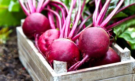 Freshly picked beetroots in wooden tray.