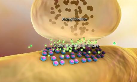 An acetylcholine receptor is an integral membrane protein that responds to the binding of acetylcholine, a neurotransmitter.