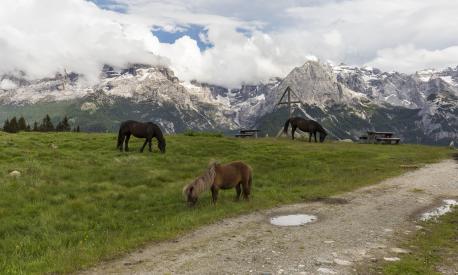 Cavalli nei pressi di Malga Ritort, sopra Madonna di Campiglio. Sullo sfondo le Dolomiti di Brenta