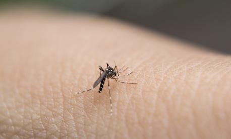 Febbre Dengue aumentano i casi in Italia quali i sintomi