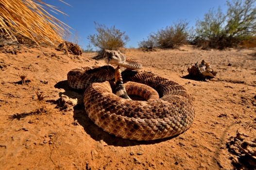 Western diamondback rattlesnake (Crotalus atrox), in desert (Photo by Daniel Heuclin / Biosphoto via AFP)
