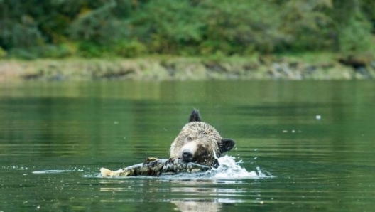 Un orso cattura un pesce in un fiume nella provincia canadese della British Columbia, Canada. (ANSA/Ufficio stampa Greenpeace).