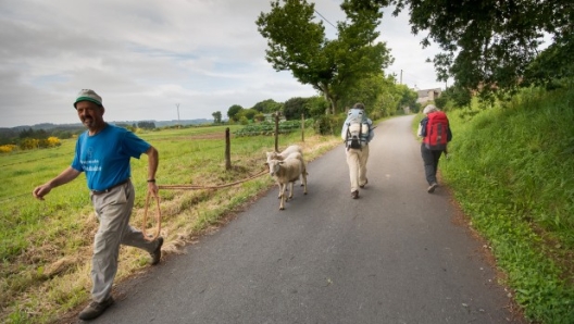 Camino del Norte Gontan - Vilalba (c) F Ardito