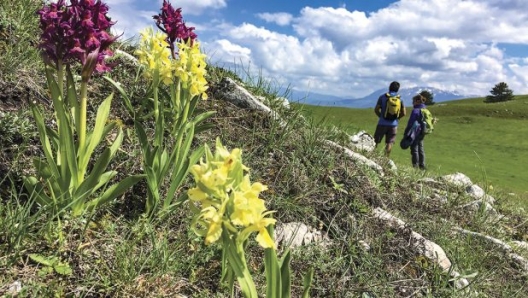 Collebrincioni, Colle delle Pratelle (foto Francesca Zanza)