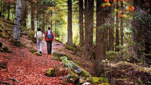 Trekking nel bosco a San Martino di Castrozza. D. Lira/ Trentino Marketing