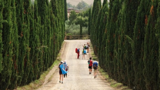 Cipressi a Podere Caparzo, verso Torrenieri, Via Francigena (foto di Roberta Ferraris)