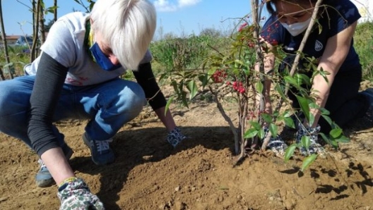 La messa a dimora degli alberi di Arianuova