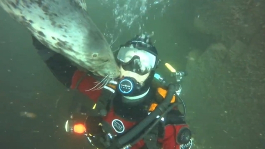 Al largo delle Isole Farne, arcipelago che si trova nel Mare del Nord, una foca grigia si è avvicinata al sub Ben Burville lasciandosi andare a momenti di tenerezza. Burville studia il comportamento subacqueo delle foche da oltre 20 anni