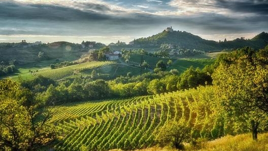 Il paesaggio del Gavi, nel sud del Piemonte, caratterizzato dai vigneti