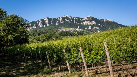 I vigneti dell’area sammarinese si possono attraversare in bici. @VisitSanMarino