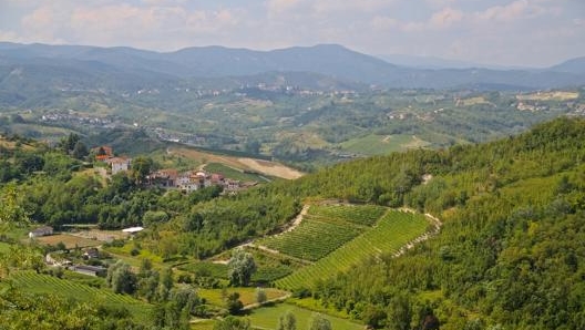 Le colline ricoperte di vigneti tipiche del Gavi, in provincia di Alessandria. Masperi