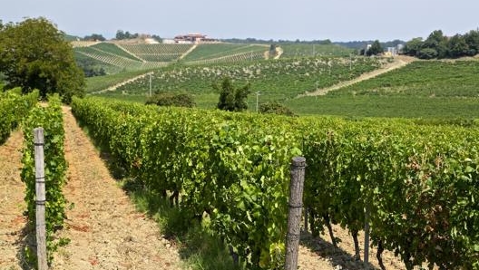 Il Consorzio Tutela del Gavi riunisce i produttori di 11 comuni dell’Alessandrino. Masperi