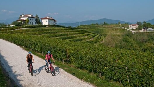 In Friuli-Venezia Giulia non mancano sentieri e ciclabili tra i vigneti. PromoTurismoFVG/Mario Verin