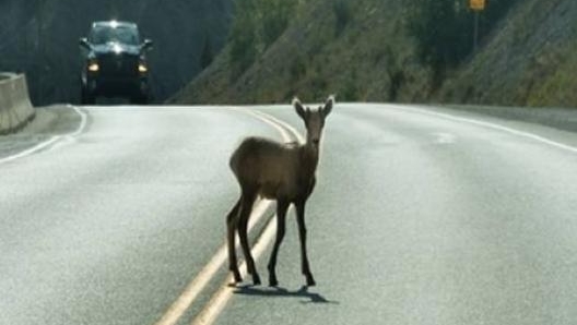 Un daino in strada