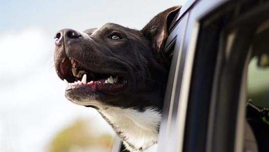 Lo “sport” preferito dal cane