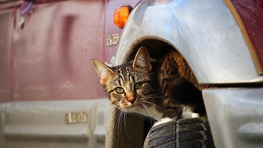 Evitare di viaggiare durante le ore più calde