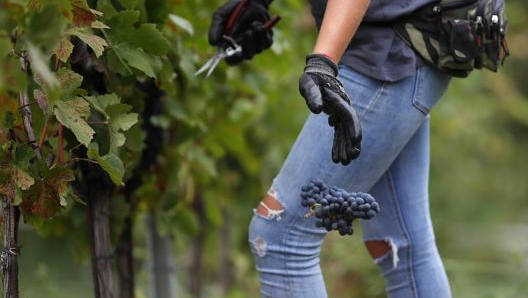 Un 70enne è stato denunciato per furto d’uva