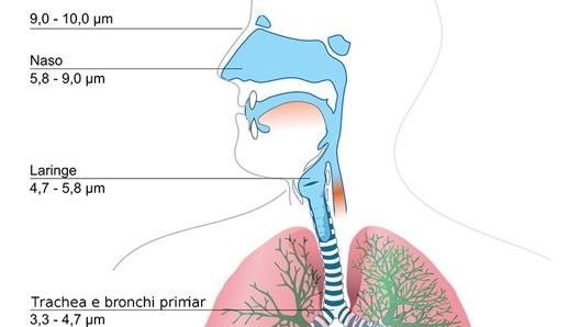 Le polveri sottili più piccole penetrano fino ai bronchi