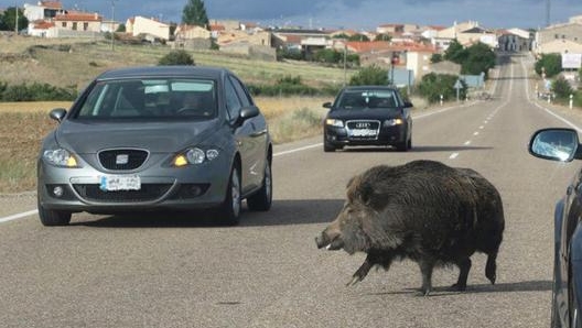 Un cinghiale in strada. Ansa