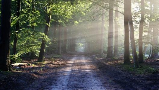 L'idea è quella di creare, nel tempo, una vera foresta globale, la Foresta Royal Enfield