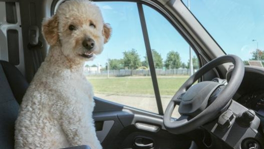 Alcuni consigli su come trasportare il proprio animale domestico in auto