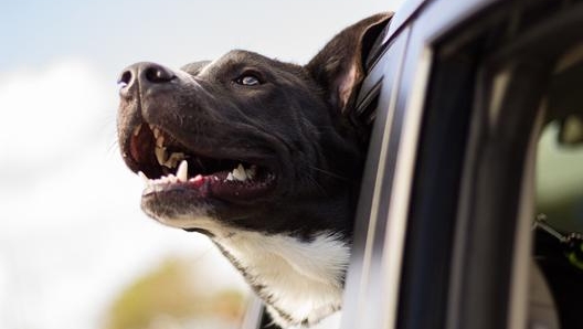 Ecco come (non) trasportare il cane in auto