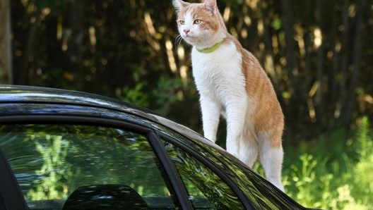 Per i gatti la soluzione è il trasportino