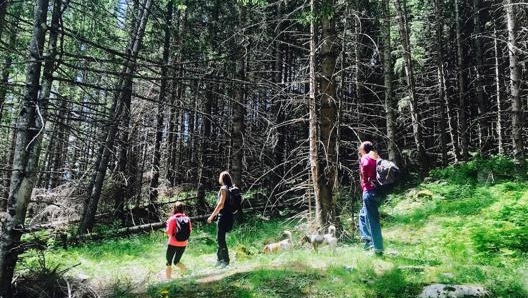 L’accompagnatore di media montagna è iscritto in un elenco speciale tenuto dal Collegio regionale delle Guide Alpine