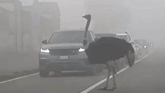 Lo struzzo al centro della strada a Casale Popolo