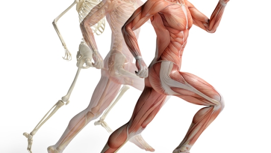 Il tensore della fascia lata